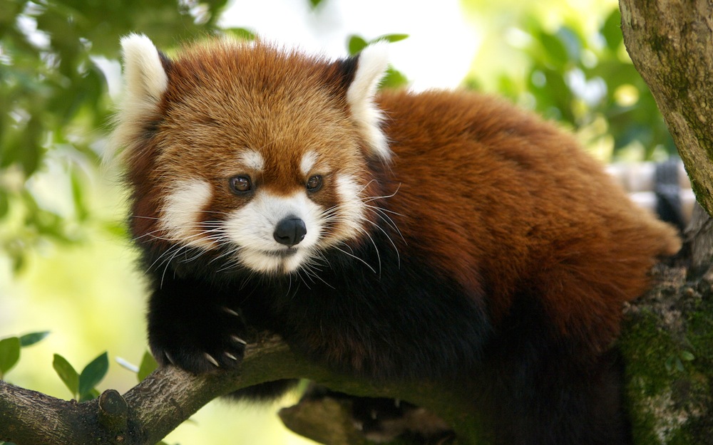 cute-red-panda-gif-wallpaper-3