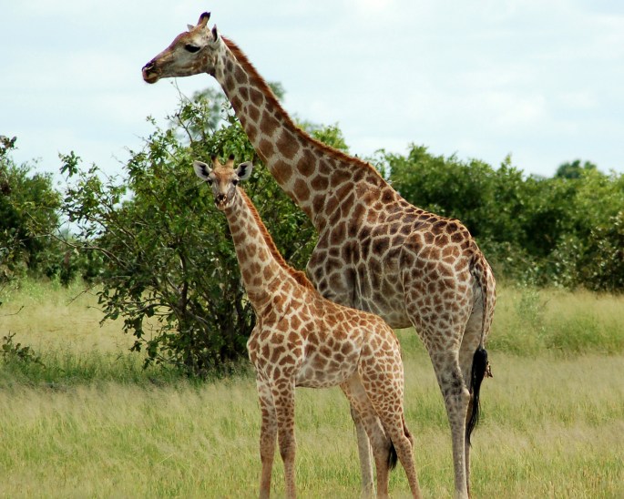 Giraffe with kid